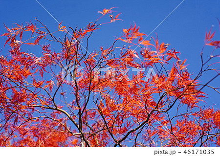 ハウチワカエデの園芸品種　舞孔雀の紅葉 46171035