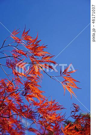 ハウチワカエデの園芸品種　舞孔雀の紅葉 46171037