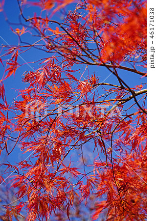 ハウチワカエデの園芸品種　舞孔雀の紅葉 46171038