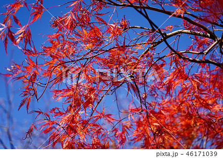 ハウチワカエデの園芸品種　舞孔雀の紅葉 46171039