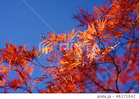 ハウチワカエデの園芸品種　舞孔雀の紅葉 46171042