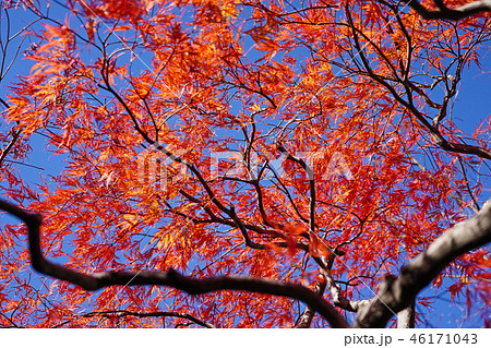 ハウチワカエデの園芸品種　舞孔雀の紅葉 46171043
