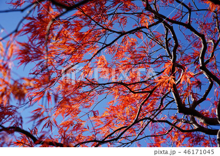 ハウチワカエデの園芸品種　舞孔雀の紅葉 46171045