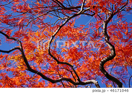 ハウチワカエデの園芸品種　舞孔雀の紅葉 46171046
