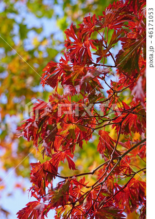 ハウチワカエデの園芸品種　舞孔雀の紅葉 46171053