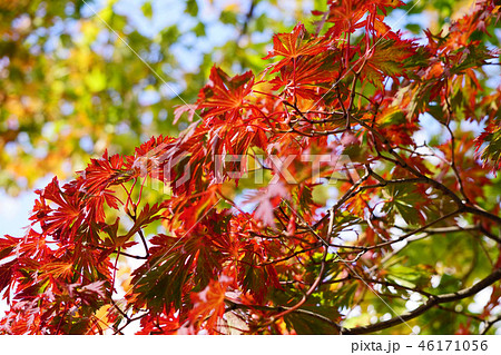ハウチワカエデの園芸品種　舞孔雀の紅葉 46171056
