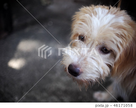 small mixed breed lost homeless dog with dirty fur 46171058