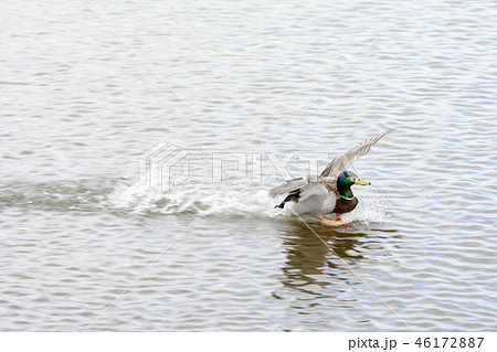 池に着水する緑の顔のカモ 46172887