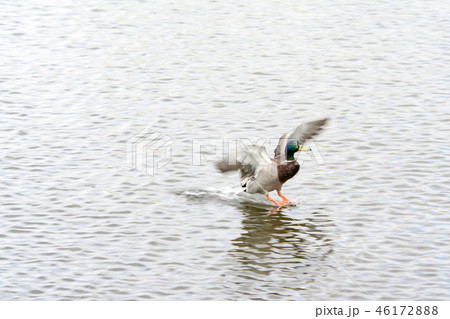 池に着水する緑の顔のカモ 池に着水する緑の顔のカモ 46172888