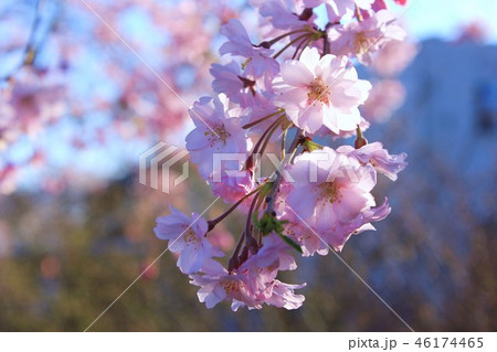 会津の桜 会津の桜 46174465