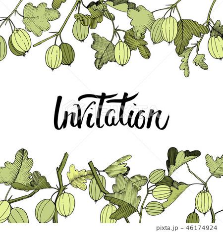 Vector Gooseberry branch. Green leaf. Floral border. Invitation handwriting monogram calligraphy 46174924