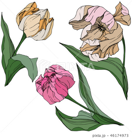 Vector Tulip engraved ink art. Floral botanical flower. Spring leaf wildflower. Isolated tulip 46174973