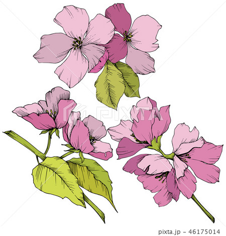 Vector. Appe blossom flowers. Pink and green engraved ink art. I 46175014