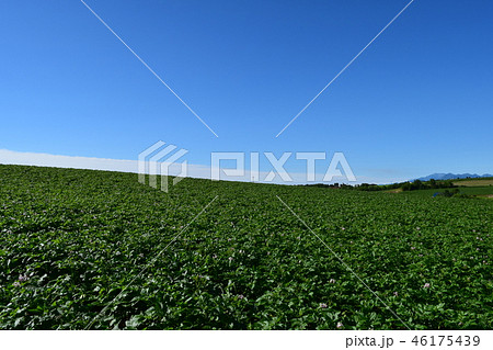 じゃがいも畑 じゃがいも畑 46175439