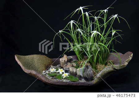 樹脂粘土で作ったシラサギカヤツリとヒツジグサ(花実アート) 樹脂粘土で作ったシラサギカヤツリとヒツジグサ(花実アート) 46175473
