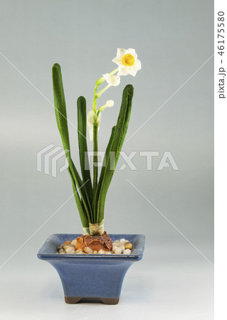 樹脂粘土で作ったスイセン（花実アート） 46175580