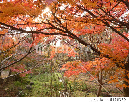 錦織りなす秋景色 46176379
