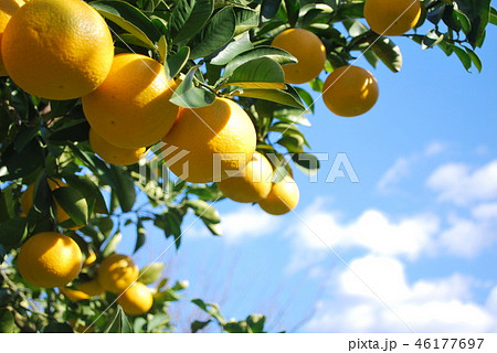 八朔の木 46177697