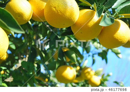 八朔の木 46177698