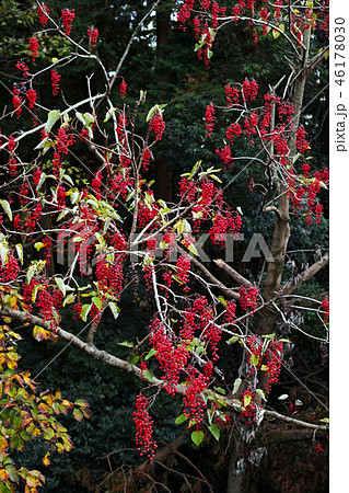 赤い実をたくさんつけたイイギリの木 46178030