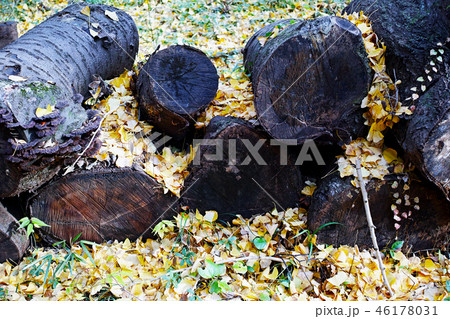 銀杏の木の下にある丸太 46178031