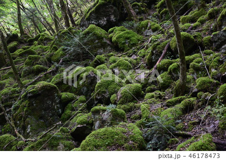 山犬嶽の水苔の群生地 46178473