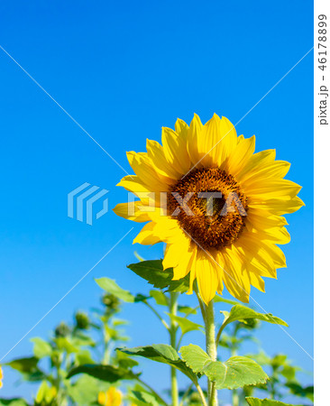 青い空 晴れた空 晴れ空 46178899