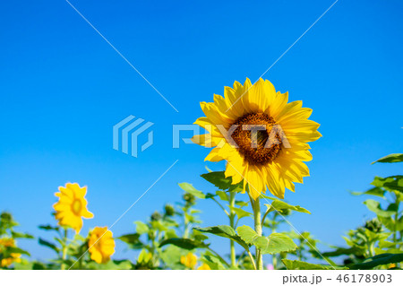 青い空 晴れた空 晴れ空 46178903