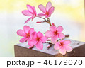 Sweet pink Plumeria flowers 46179070