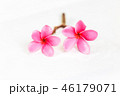 Pink Plumeria flowers, blooming, isolated on white 46179071