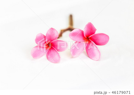 Pink Plumeria flowers, blooming, isolated on white Pink Plumeria flowers, blooming, isolated on white 46179071