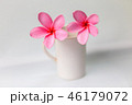 Pink Plumeria flowers, blooming, isolated on white 46179072