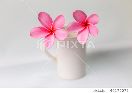 Pink Plumeria flowers, blooming, isolated on white 46179072