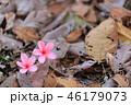 Pink Plumeria flowers, blooming, 46179073