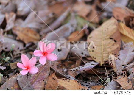Pink Plumeria flowers, blooming, 46179073
