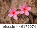 Sweet pink Plumeria flowers, blooming 46179074