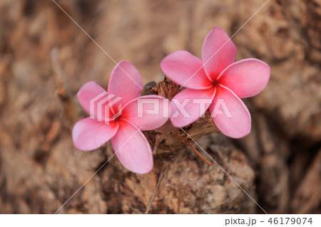 Sweet pink Plumeria flowers, blooming 46179074