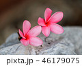 Pink Plumeria flowers, blooming 46179075