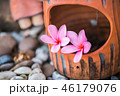Sweet pink Plumeria flowers, 46179076