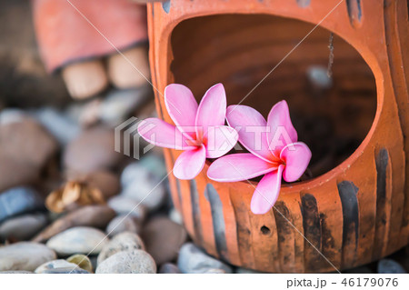 Sweet pink Plumeria flowers, 46179076