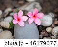 Beautiful sweet pink Plumeria flowers,  46179077