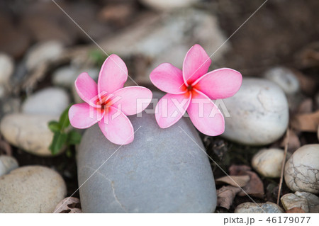 Beautiful sweet pink Plumeria flowers,  46179077