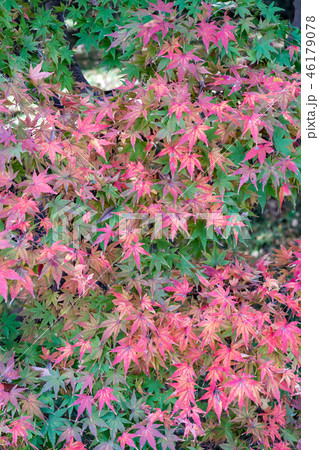 紅葉イメージ 紅葉イメージ 46179078
