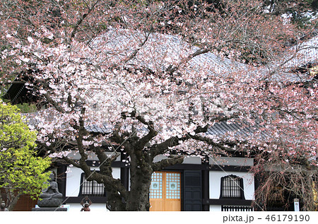 長谷寺の桜(神奈川県・鎌倉市) 長谷寺の桜(神奈川県・鎌倉市) 46179190