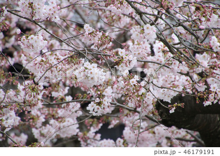 長谷寺の桜(神奈川県・鎌倉市) 長谷寺の桜(神奈川県・鎌倉市) 46179191