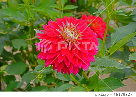 ダリヤ　マ－チングフェスティバル 46179327