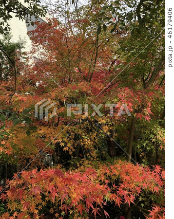 色づき始めた紅葉 46179406