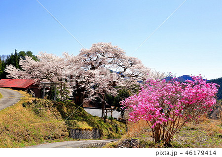 長野県阿南町の愛宕様の小彼岸桜 46179414