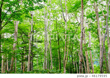 白樺林・日本ロマンチック海道（栃木県・日光市） 46179595