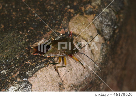 生き物　昆虫　オオツノカメムシ、オスです。肩の大きな赤い角、二センチ近くの体長。迫力満点です 46179620